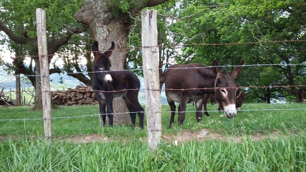 Casa Rural Urkulu Landetxea Arechavaleta 外观 照片